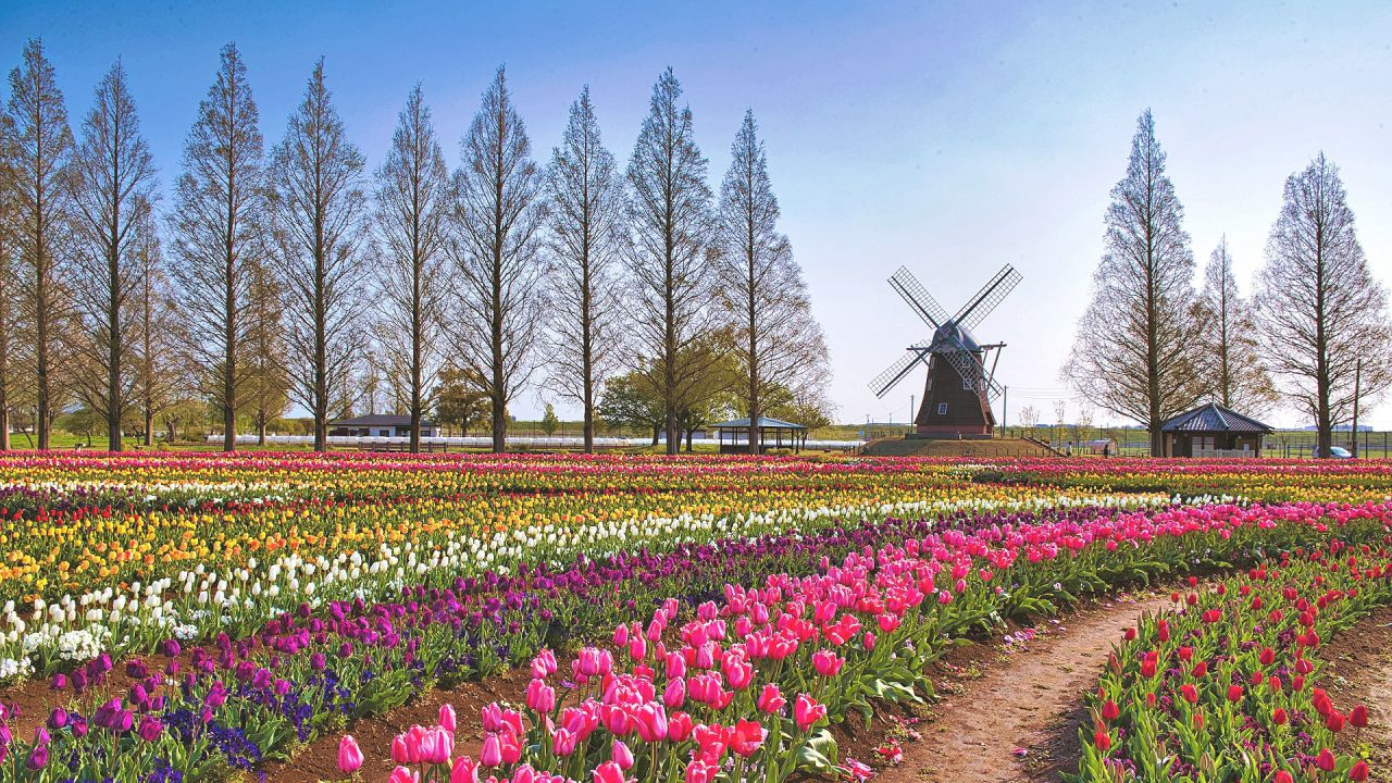 https://www.jpn47.happy-clovers.com/wp-content/uploads/2020/09/TulipWindmill2MV1280.jpg