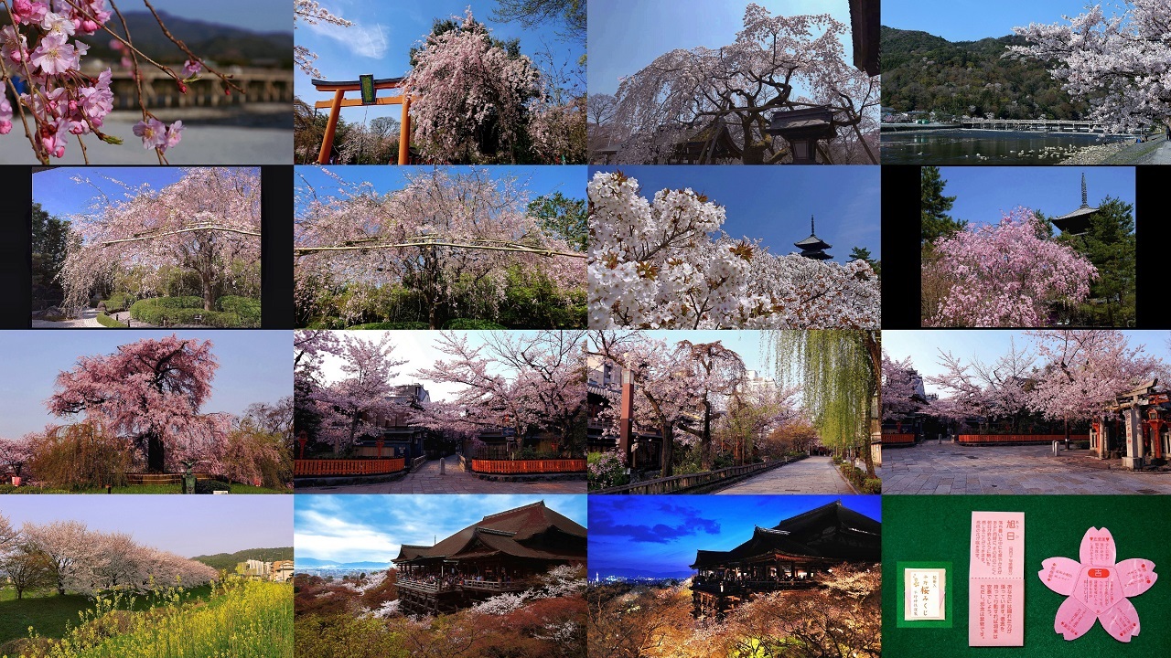 嵐山･清水寺など京都で人気のインスタ映えする桜の名所おすすめ7選